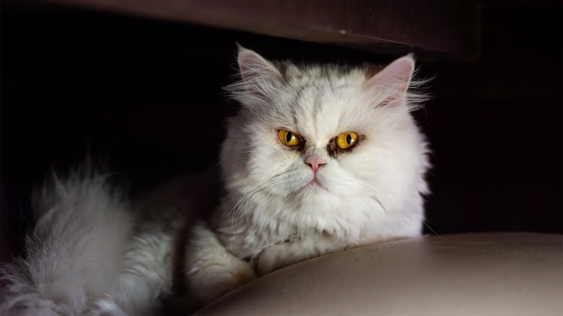 文班亚马撕裂预期，幽灵身影下的豪强殒落与联盟新章