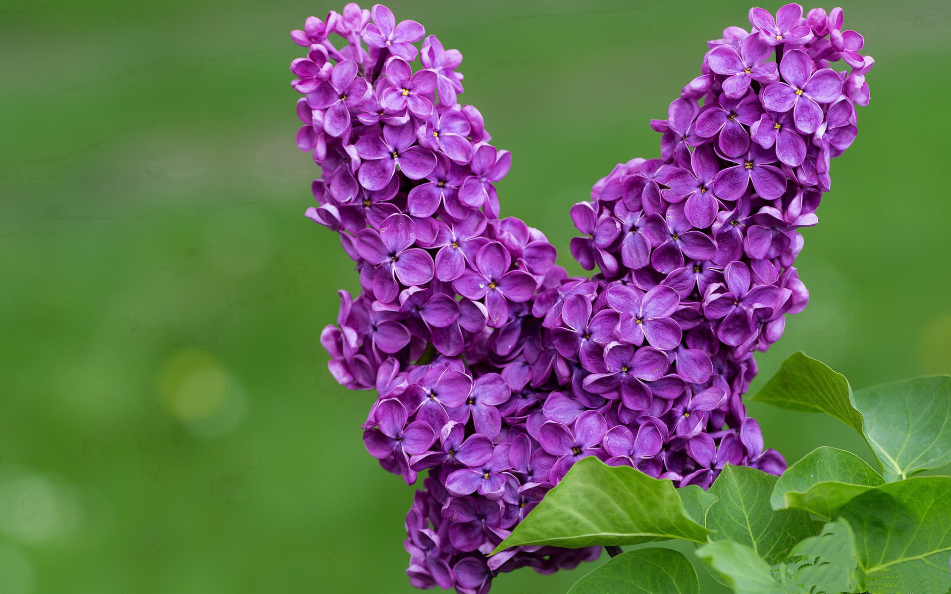 唯一撕裂，雷霆闪电战与西亚卡姆的节奏交响曲