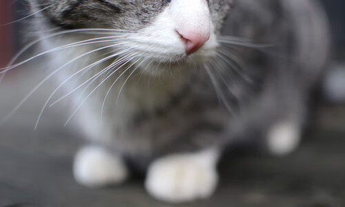 扼杀式封锁下的璀璨焰火，当掘金的铁壁遇上拉梅洛·鲍尔的末节主宰