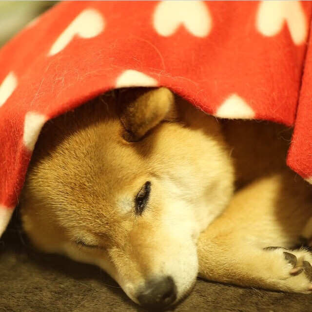 扼杀式封锁下的璀璨焰火，当掘金的铁壁遇上拉梅洛·鲍尔的末节主宰