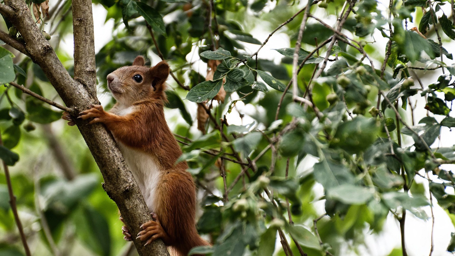 丝绸与钢铁的对话，当土耳其蓝纹遇见乌拉圭黑钻—唯一见证迪巴拉永恒满分的黄昏对决