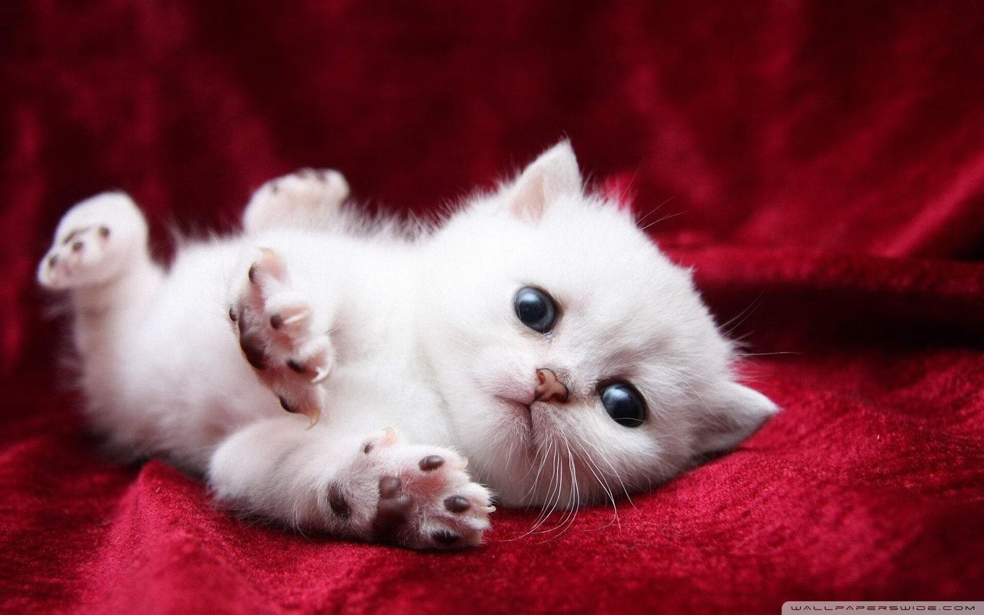 篮球馆里的叹息，那个被伦纳德钉在篮筐上的惊叹号