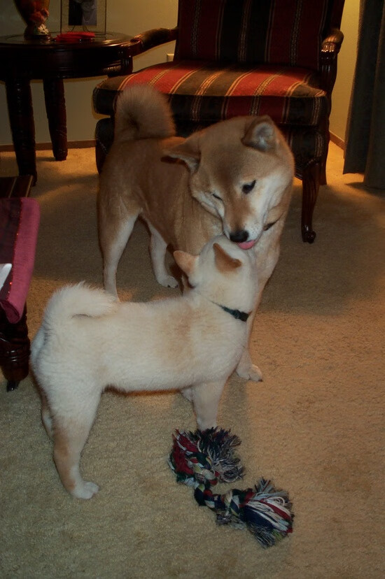 掌控节奏的艺术，山西以全局掌控力窒息骑士，福克斯冷血时刻定乾坤