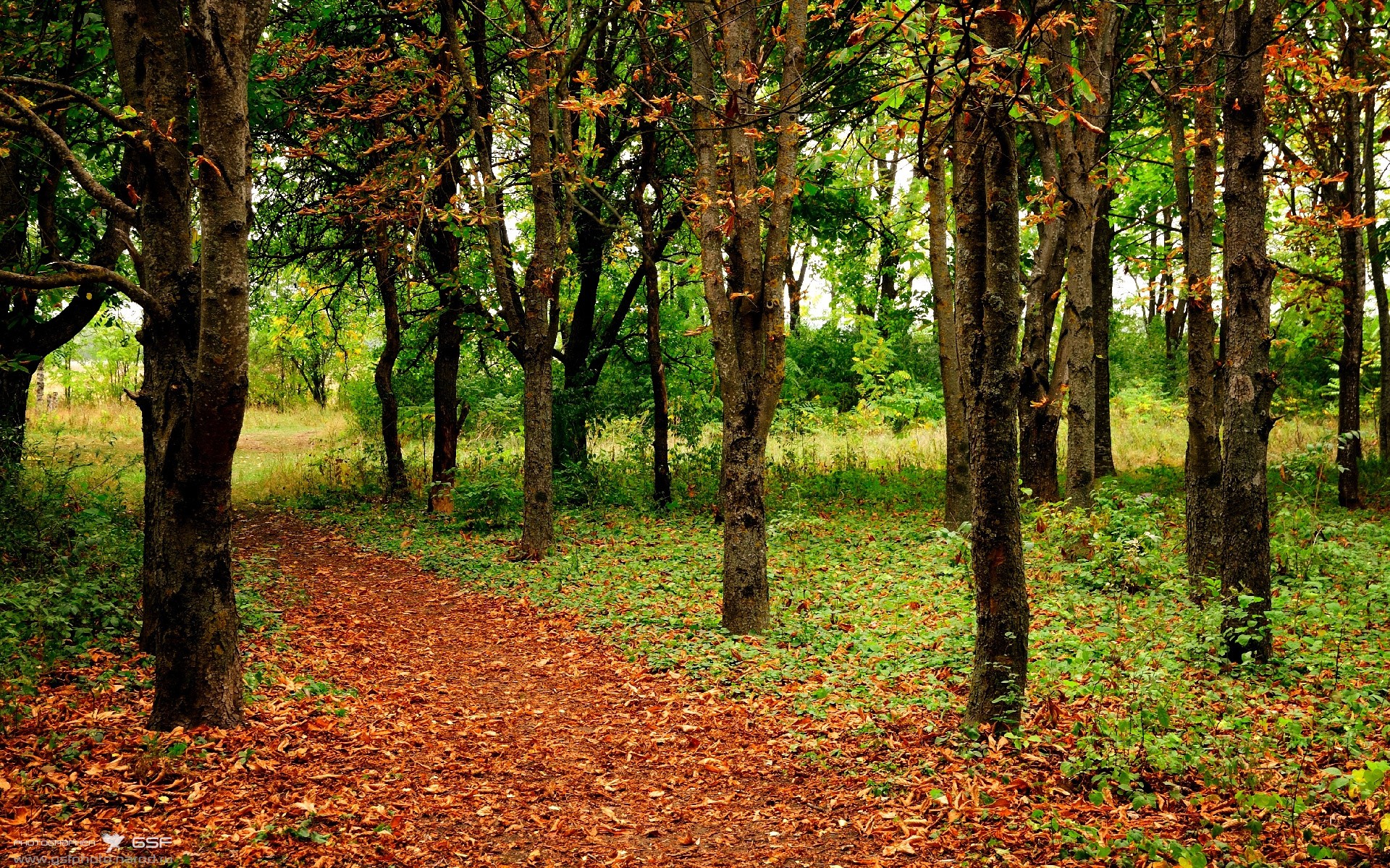 英雄主义的两种面孔，厄瓜多尔死守的闪电与加克波接管赛道的极光