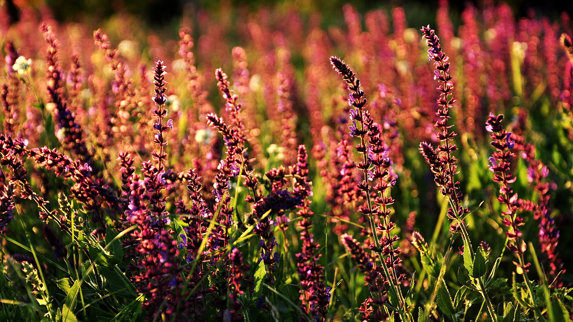 哈利伯顿,一个人校准时间,国王队全体在末节发条