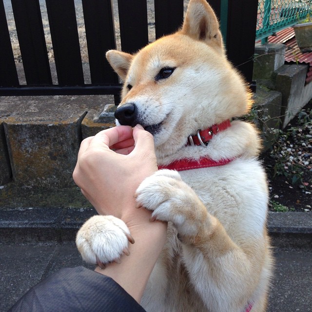 南美高原迎战凯尔特海，魔翼克瓦拉茨赫利亚生涯之夜击碎爱尔兰