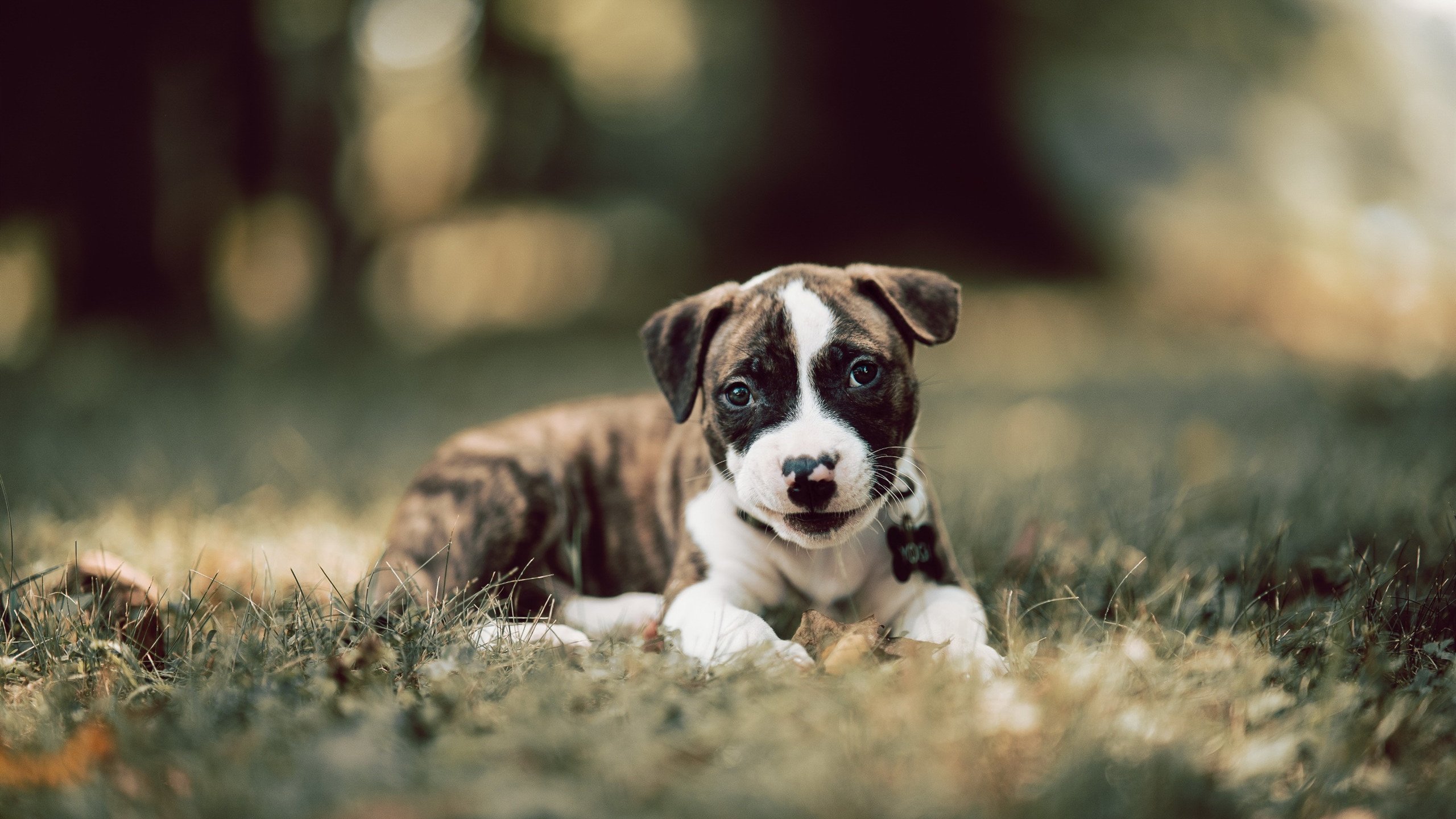 绝平如手术刀!约基奇41+15+7无解发挥,掘金鏖战加时逆转猛龙