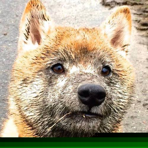 绿茵启示录,当日本幽灵一击带走拜仁,厄德高在世界排名暗战中接管比赛