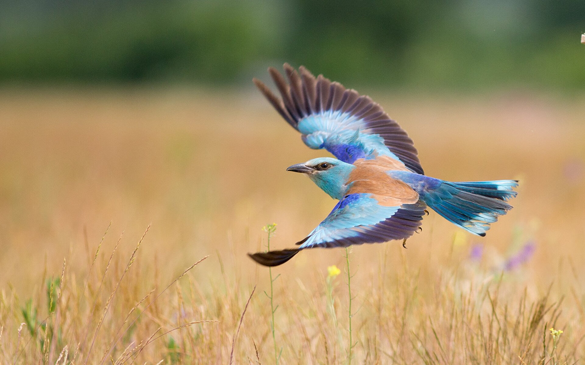 火力交叉点，吉林冰雪风暴席卷湖人，塔图姆如何成为破局者？