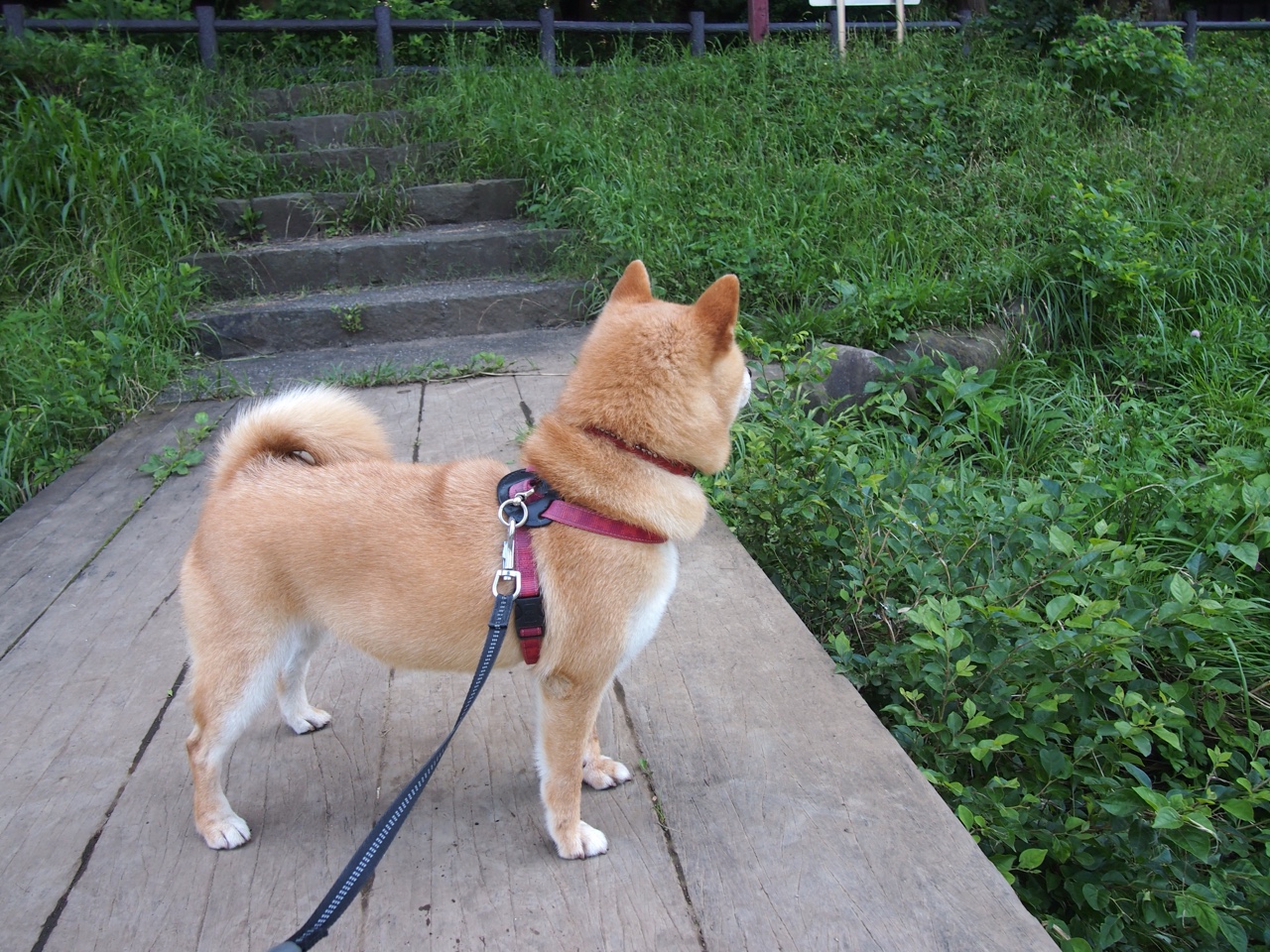 老鹰展翅轻取雷霆，保罗时光倒流季后赛独掌乾坤