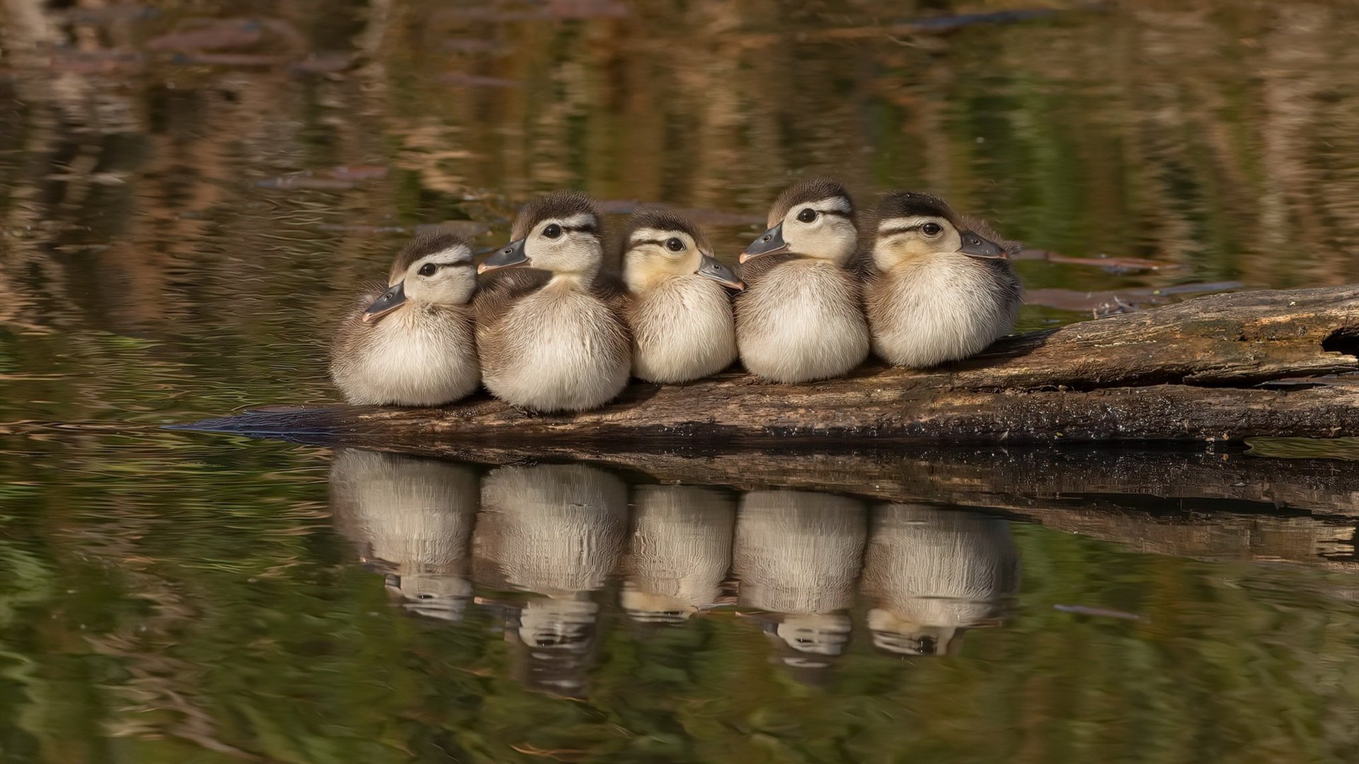 唯一性法则，当森林狼的巅峰对决，由掘金的约基奇决胜独行侠