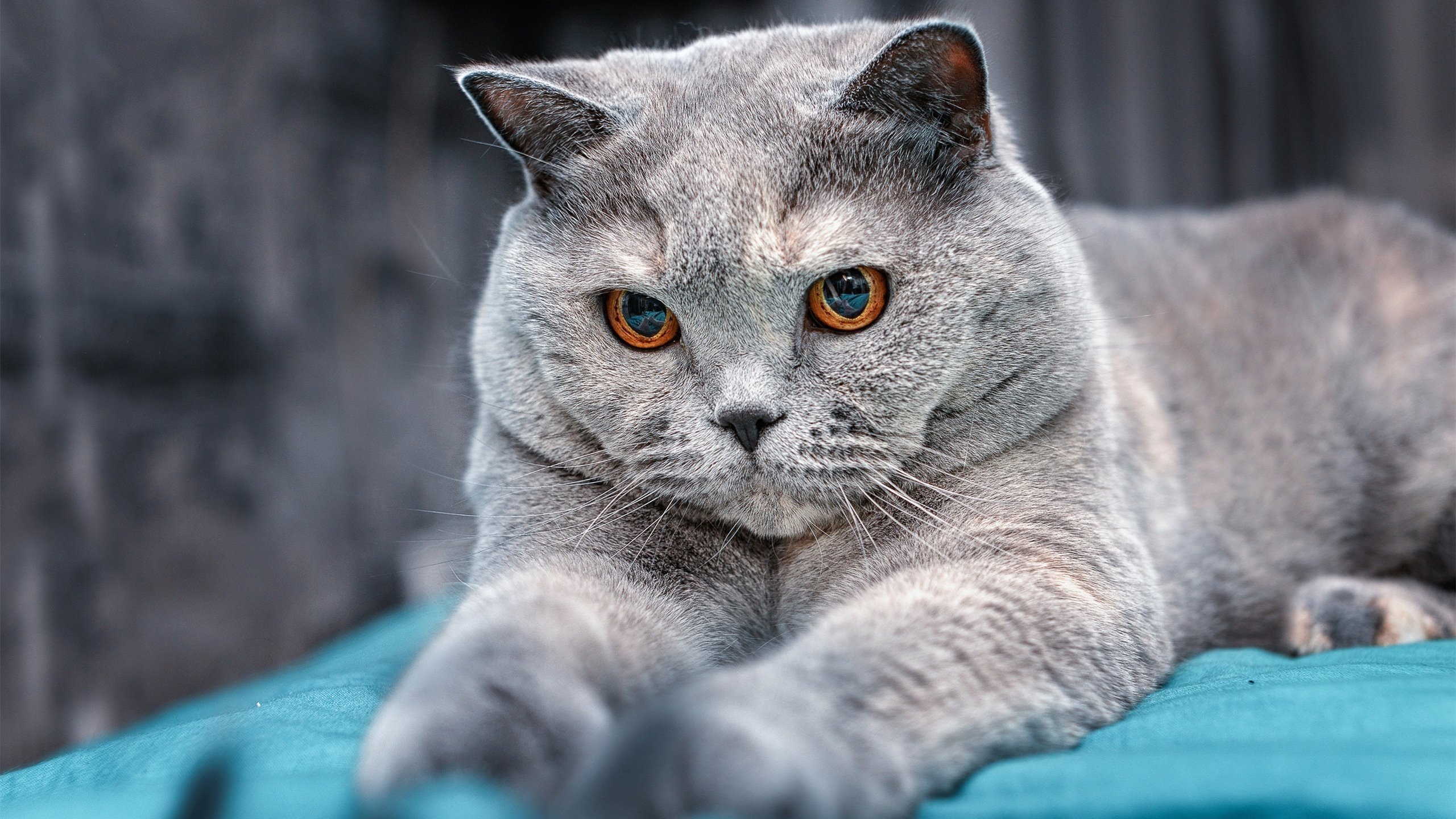 金色变奏曲，维尼修斯的雷霆一击与塞内加尔的优雅刀锋