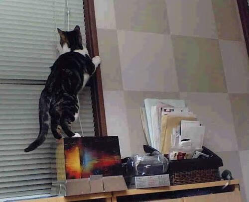 孤独的王座，当整个赛季被压缩为东契奇一记冷酷的审判