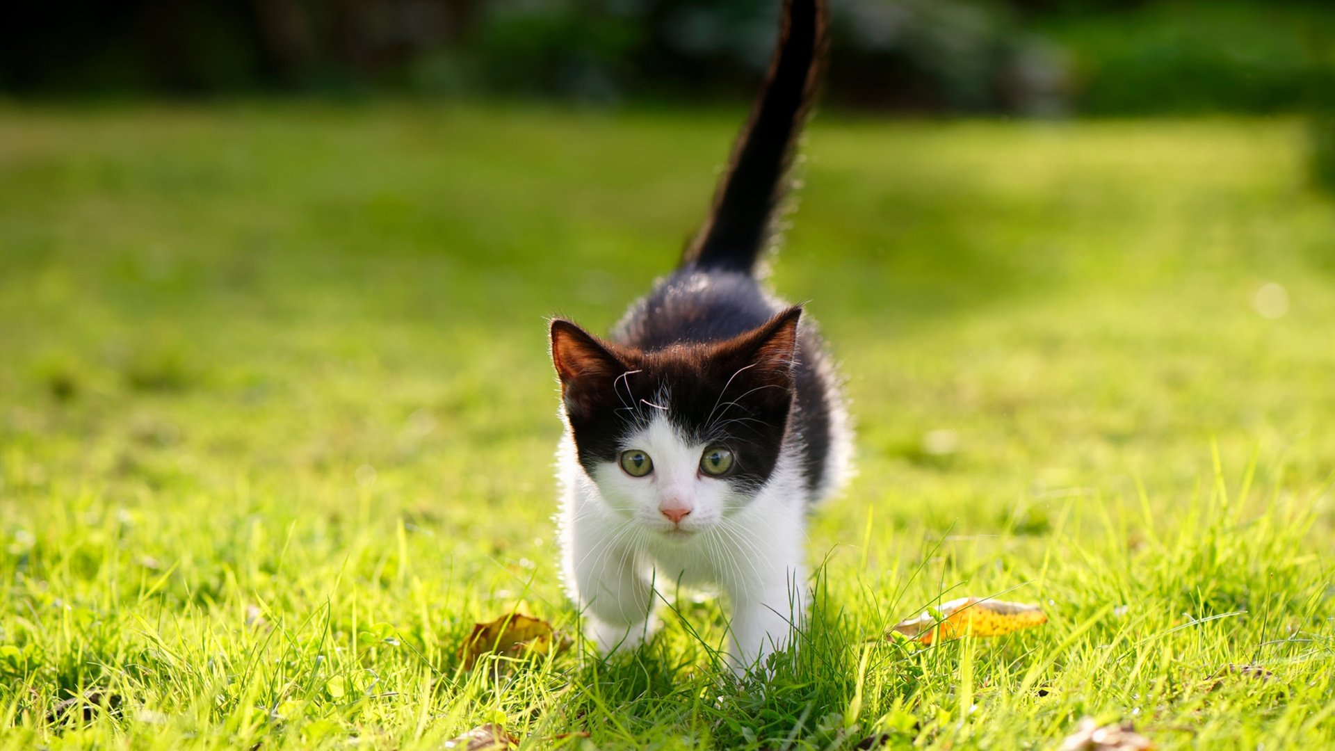 孤星逆流，当塔图姆穿上广厦战袍的破晓之战