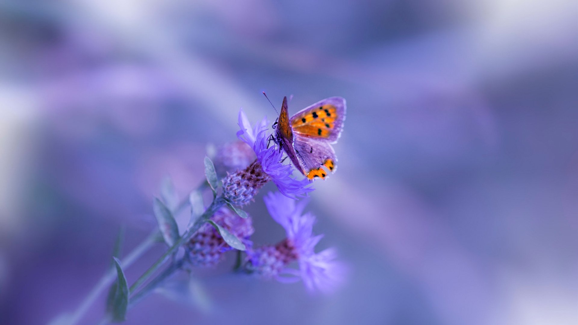 当哈兰德穿上白衣，巴西如何面对这位现代足球唯一解？