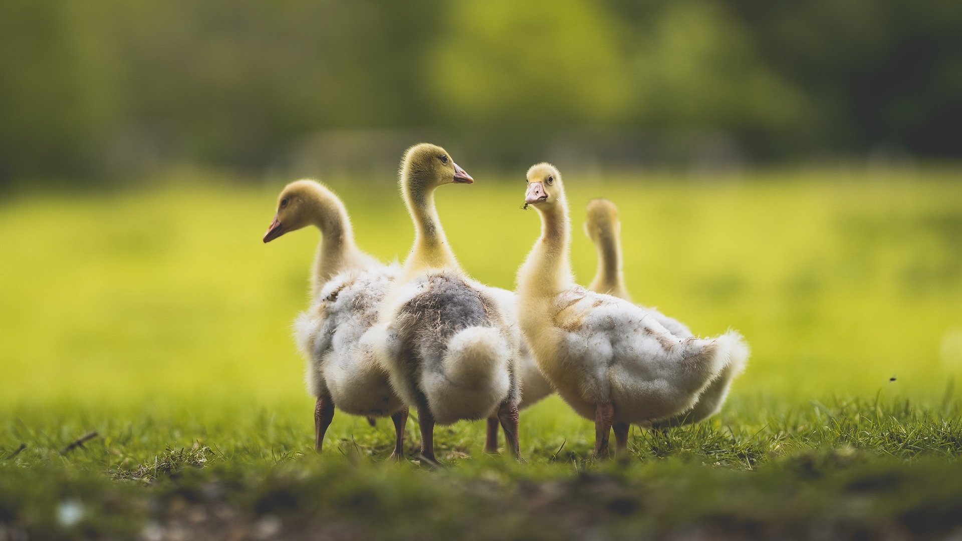 当圣马梅斯撞上郁金香，一场非典型年度焦点战的背后是足球本真的复归