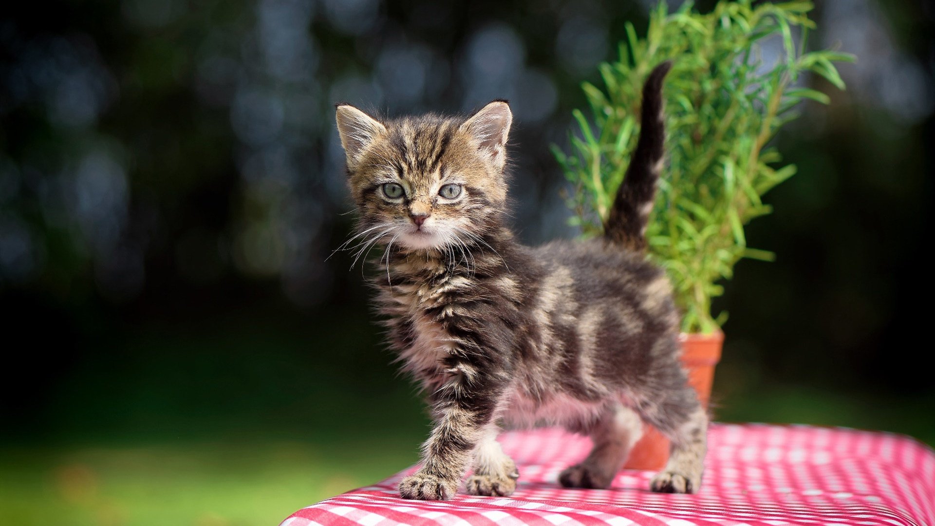陛下驾临，当恩比德在欧冠决赛为国王完成翻盘