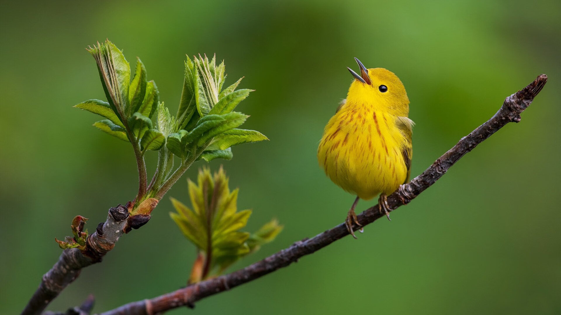 血脉觉醒！深圳浓眉布下天罗地网，辽宁利刃于无声处折断