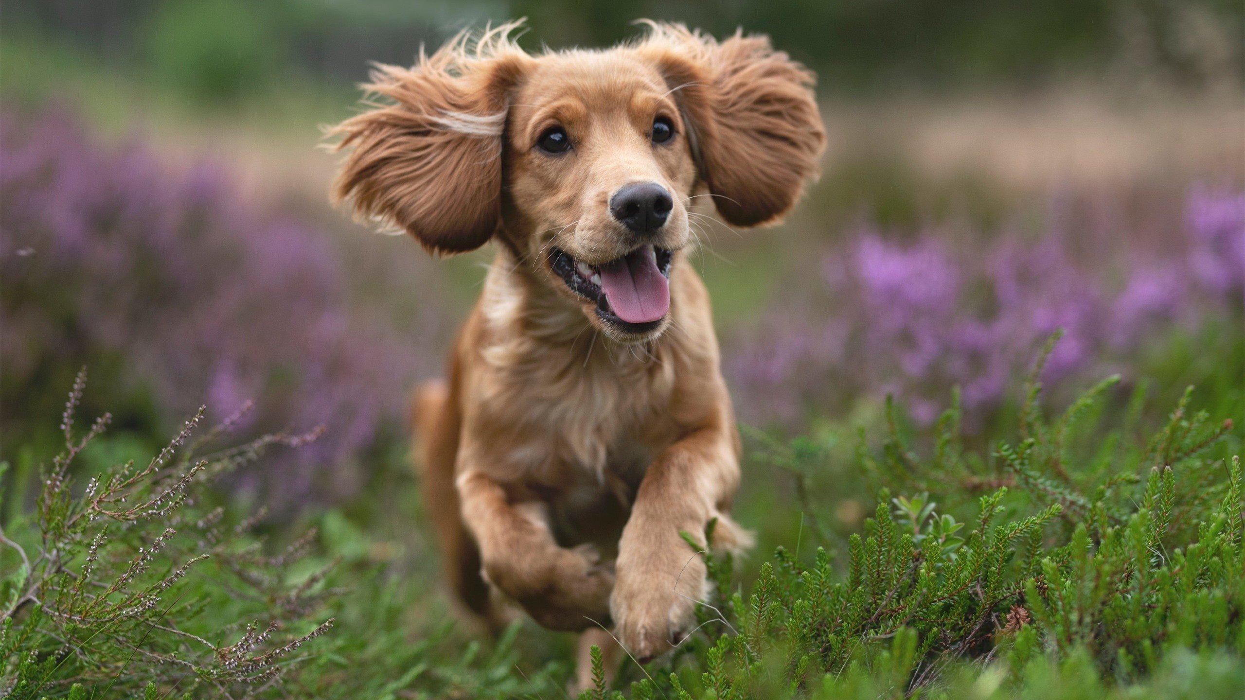 评分拉满的夜晚，丹麦是如何将英格兰钉在战术板上的