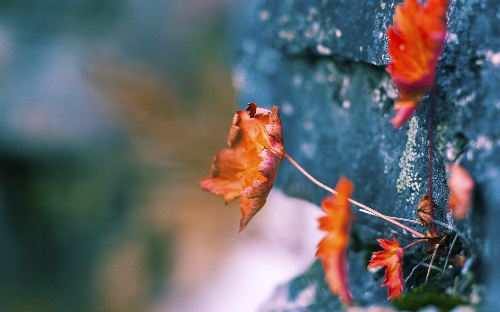 控场艺术的唯一范本，当保罗将一场NBA常规赛变成大师课