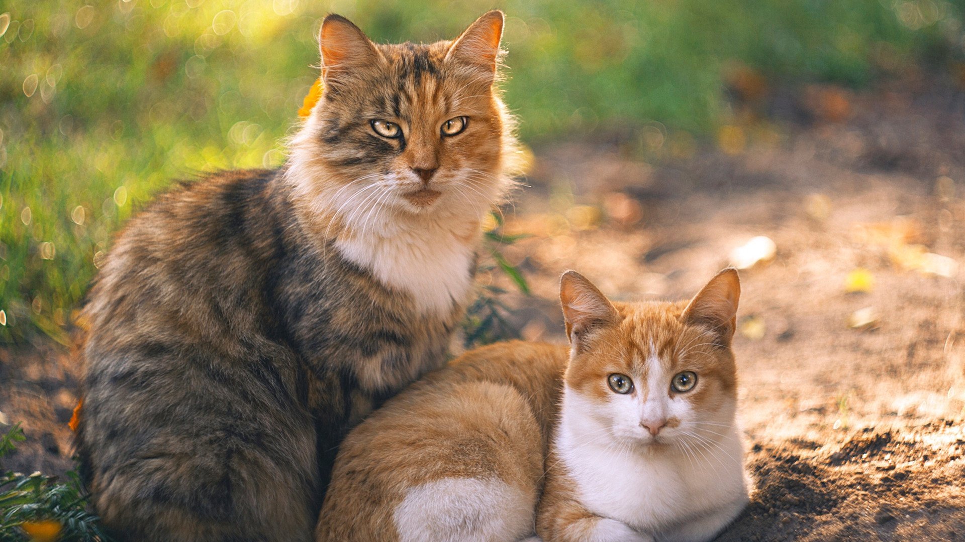 奥运周期关键战之夜，文班亚马防守端创造奥运历史的唯一性存在
