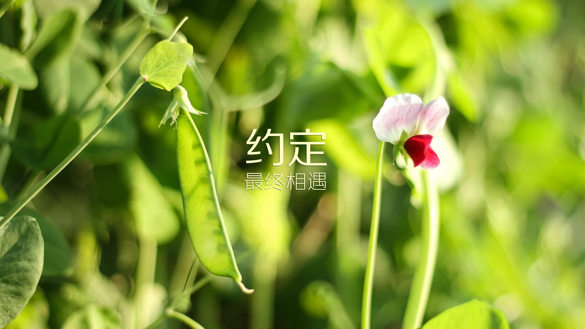 首先,我为你构思了三个不同侧重点的标题,然后选择了最具戏剧性和深度的一个进行展开