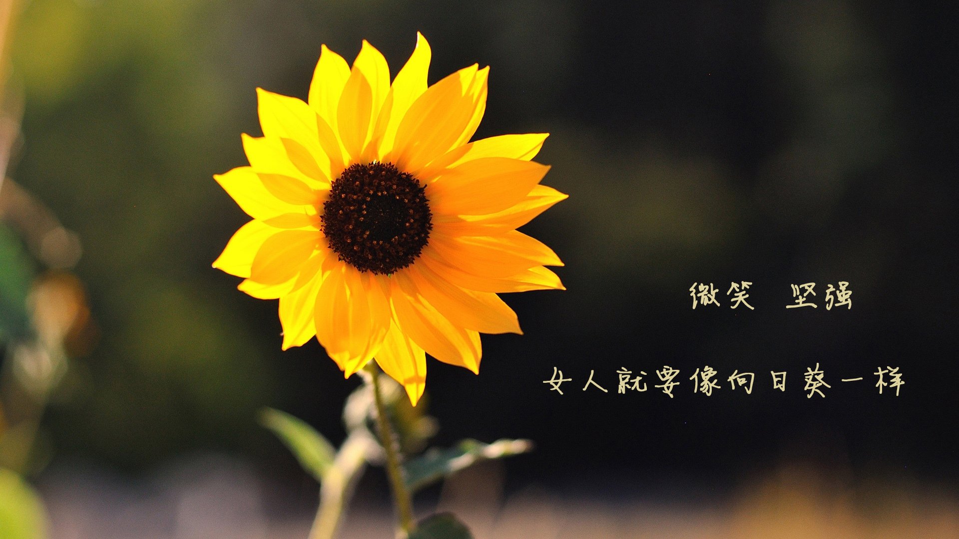 唯一剧本,当梅西的绝唱撞上亚洲风暴,2026世界杯F组的破壁之战